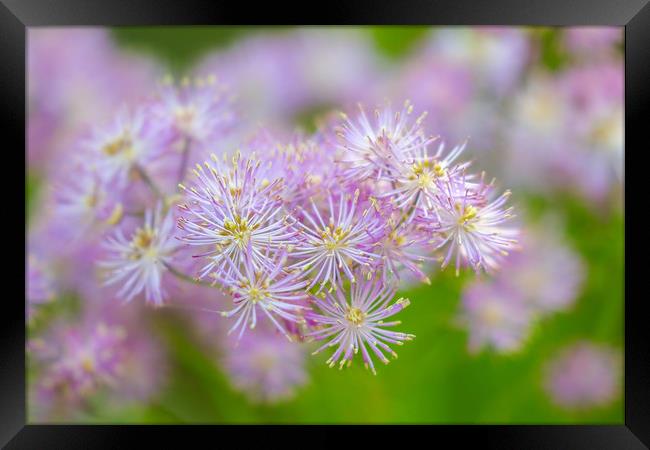 Enchanting French Meadow Rue Framed Print by Simon Marlow
