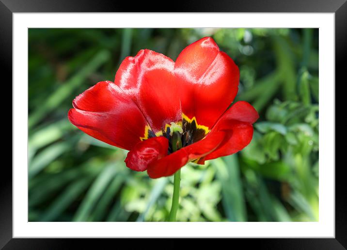 Radiant Red Poppy Blossom Framed Mounted Print by Simon Marlow