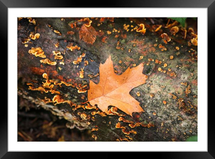 Majestic Autumn Colours Framed Mounted Print by Simon Marlow
