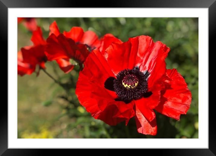 Vibrant Red Poppies Framed Mounted Print by Simon Marlow