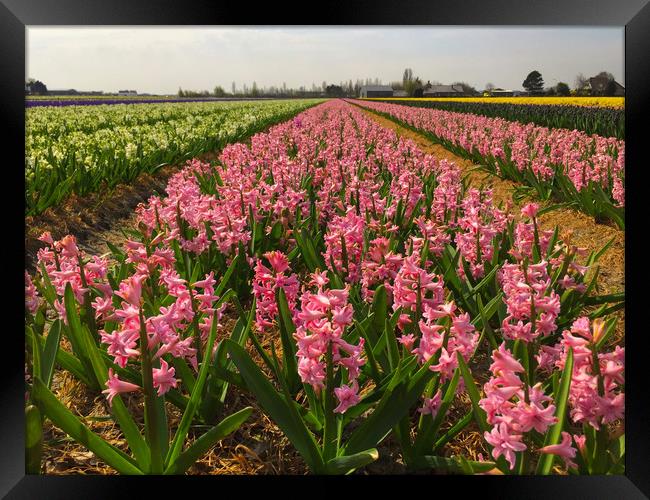 The Flower fields of Holland Framed Print by Simon Marlow