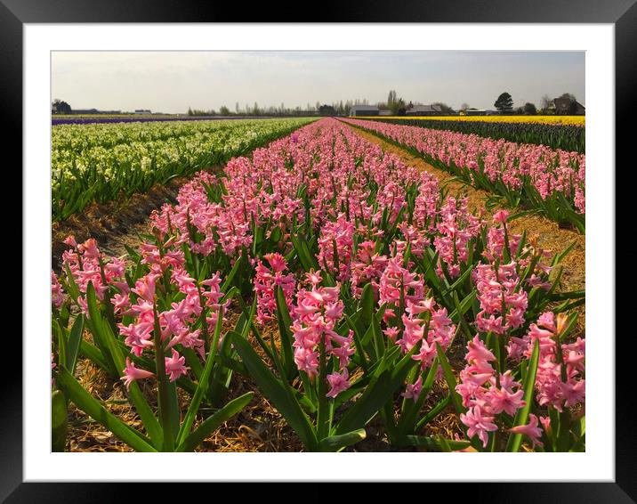 The Flower fields of Holland Framed Mounted Print by Simon Marlow