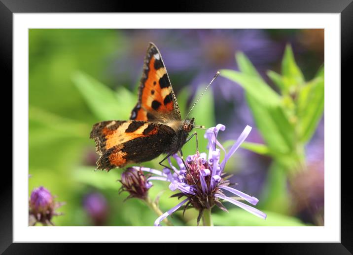 Beautiful summer Tortoiseshell Butterfly Framed Mounted Print by Simon Marlow