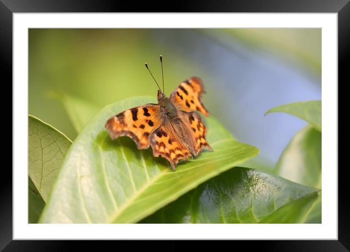 The Small Comma in All Its Flawless Glory Framed Mounted Print by Simon Marlow
