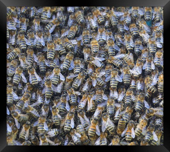 A large swarm of Honey Bees close up Framed Print by Simon Marlow