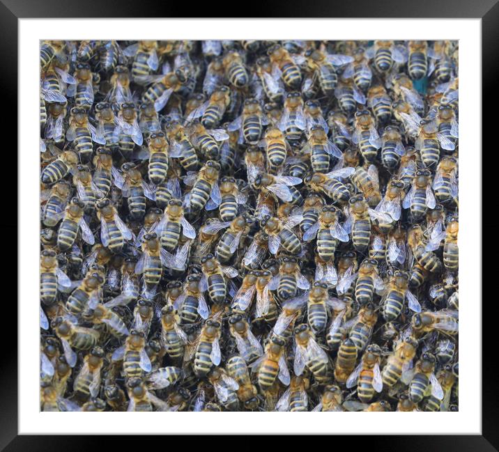A large swarm of Honey Bees close up Framed Mounted Print by Simon Marlow