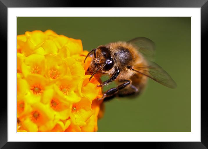 Bee on a vibrant yellow flower Framed Mounted Print by Simon Marlow