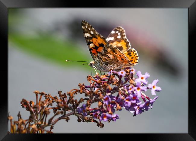 The Vibrant Beauty of the Painted Lady Butterfly Framed Print by Simon Marlow