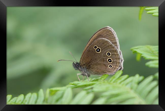 Graceful Meadow Brown Butterfly Framed Print by Simon Marlow