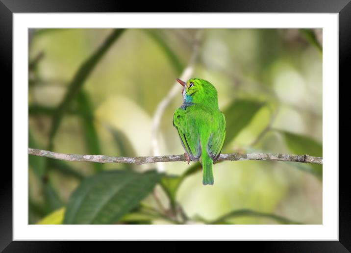 Vibrant Cuban Tody in Lush Rainforest Framed Mounted Print by Simon Marlow