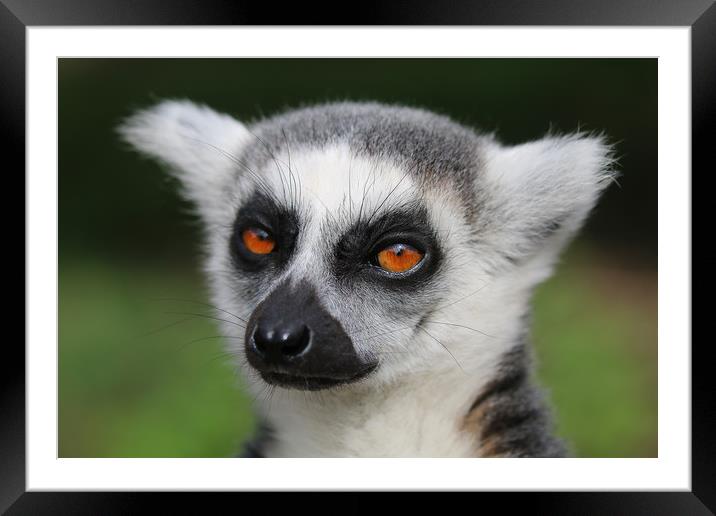 Majestic RingTailed Lemur Framed Mounted Print by Simon Marlow