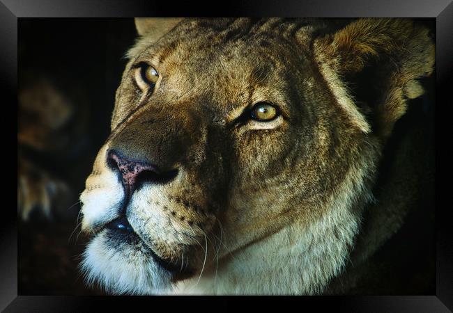 Soulful portrait of a Lion Framed Print by Simon Marlow