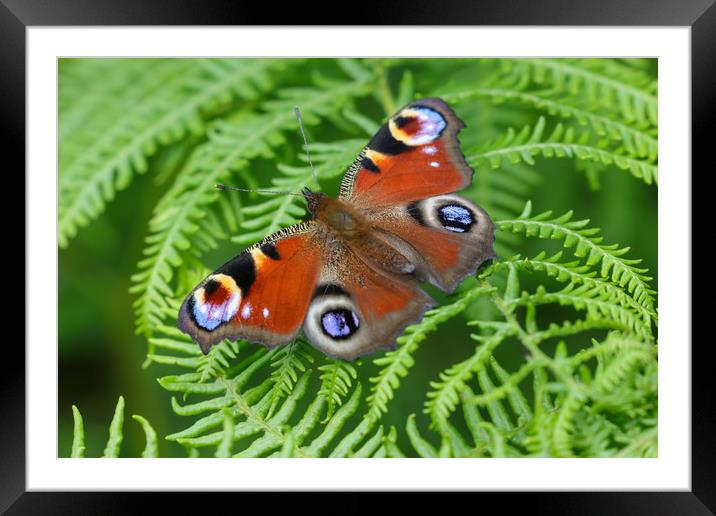 Majestic Peacock Butterfly Framed Mounted Print by Simon Marlow