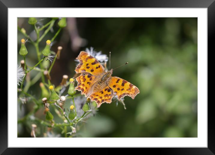 Comma Butterfly Framed Mounted Print by Simon Marlow
