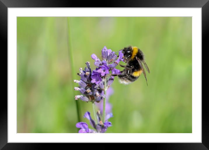 Buzzing Beauty Summer Bee Collecting Pollen Framed Mounted Print by Simon Marlow