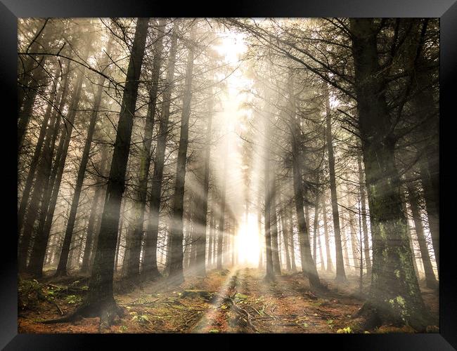 Rays of light in the forest Framed Print by Simon Marlow