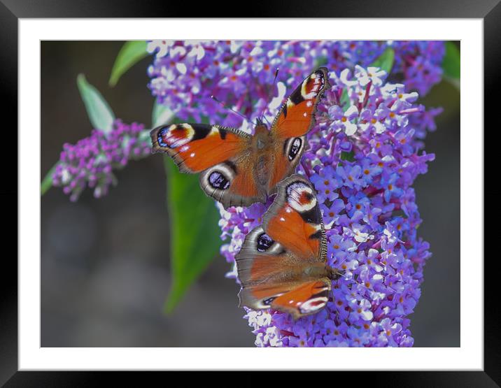 Majestic Peacock Butterflies Dance on Buddleia Framed Mounted Print by Simon Marlow