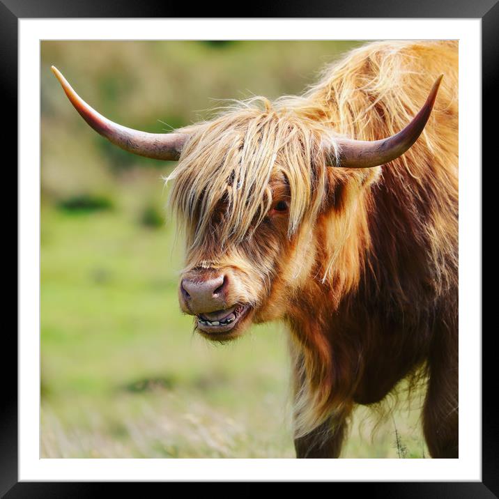 Majestic Highland Cow Grazing Framed Mounted Print by Simon Marlow