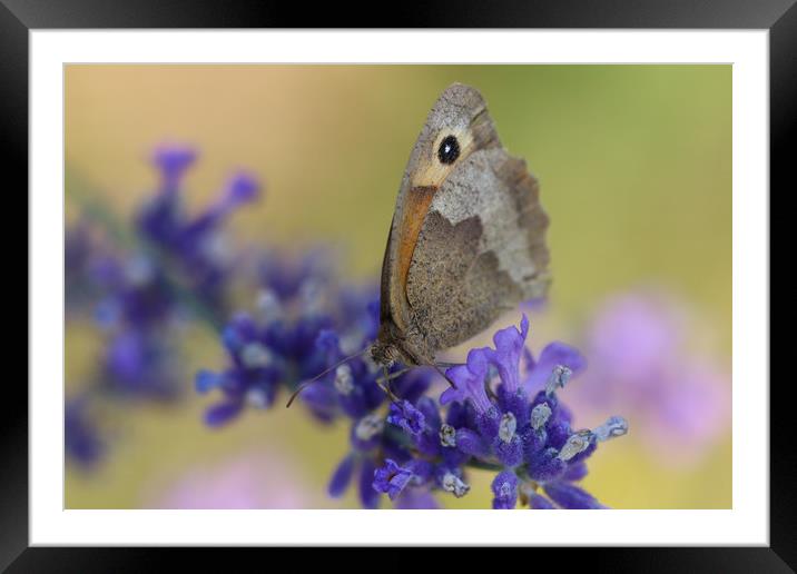 Closeup of a Gatekeeper Butterfly Framed Mounted Print by Simon Marlow