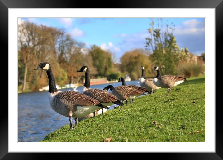 Canada Geese by the river thames Framed Mounted Print by Simon Marlow