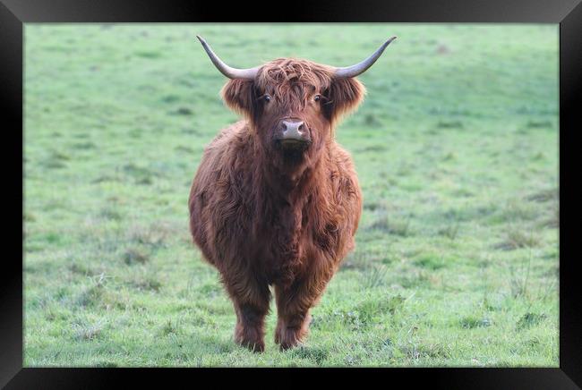 Highland Cow in a field Framed Print by Simon Marlow