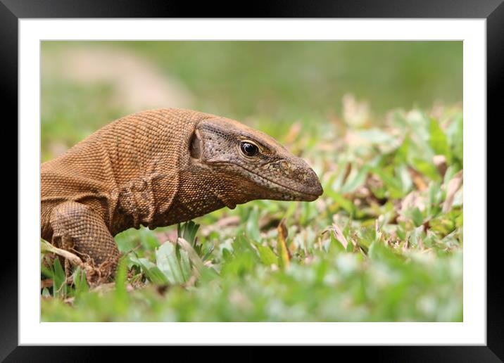 Majestic Monitor Lizard in Sri Lanka Framed Mounted Print by Simon Marlow