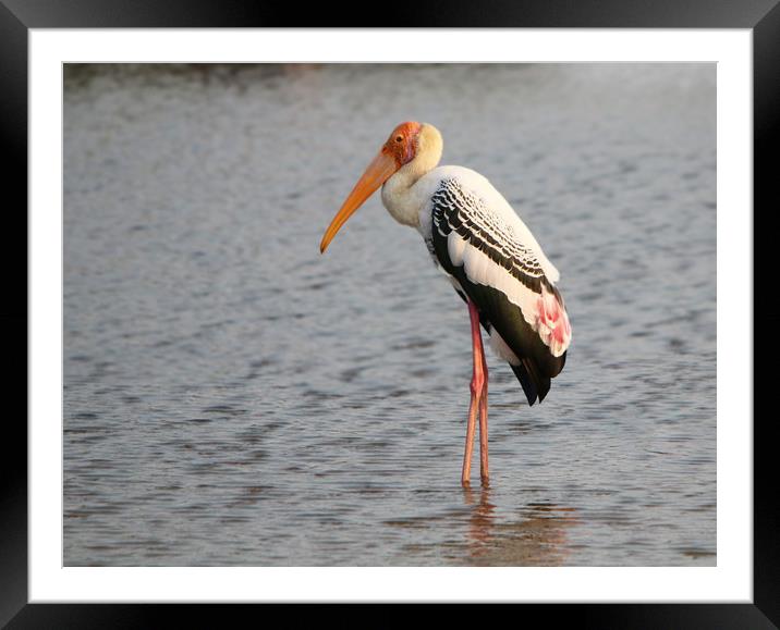 Painted Stork, Yala National Park, Sri Lanka Framed Mounted Print by Simon Marlow