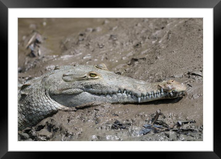 Wild Alligator resting in Costa Rica Framed Mounted Print by Simon Marlow