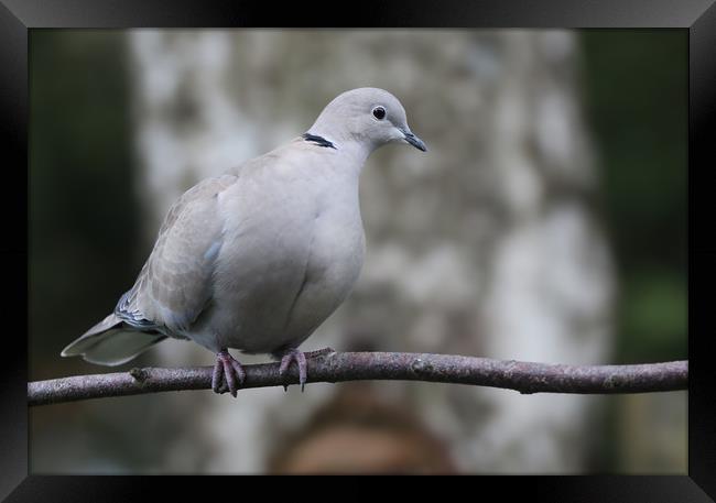 Collared Dove on a branch Framed Print by Simon Marlow