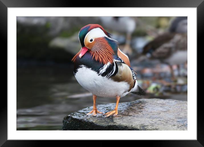 The beautiful colours of the male Mandarin Duck Framed Mounted Print by Simon Marlow