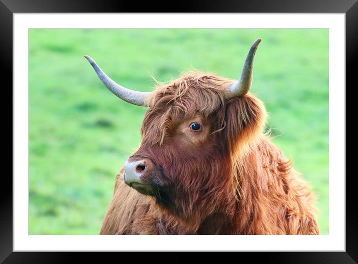 Highland Cow looking from the side Framed Mounted Print by Simon Marlow