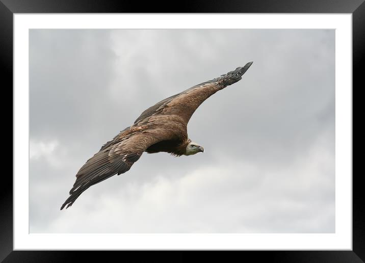 Large Griffin Vulture in flight Framed Mounted Print by Simon Marlow