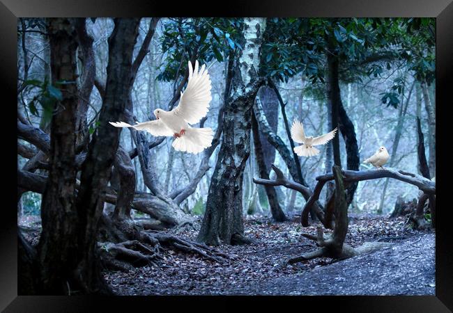 Doves in the dark forest Framed Print by Simon Marlow