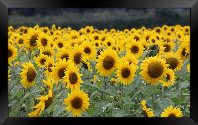 Beautiful display of summer sunflowers Framed Print by Simon Marlow