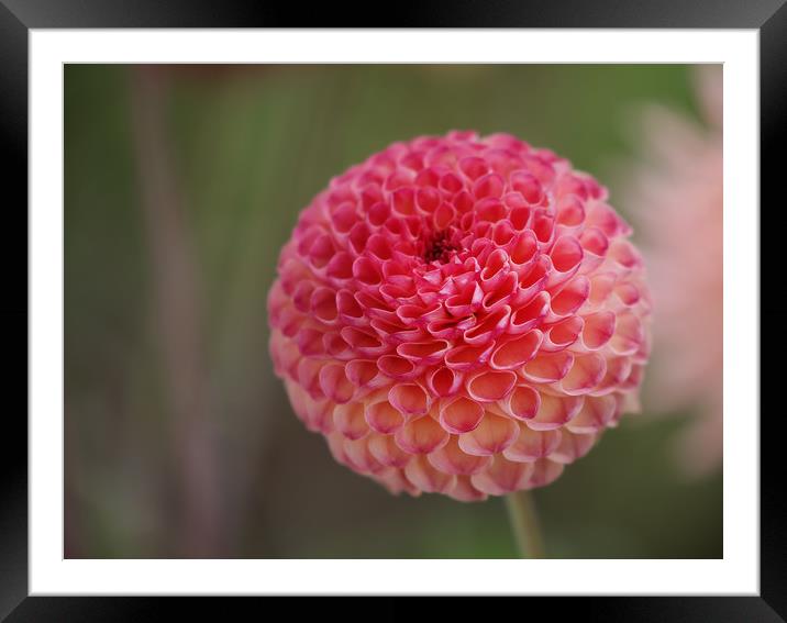 Vibrant Beauty of Dahlia Flower Framed Mounted Print by Simon Marlow