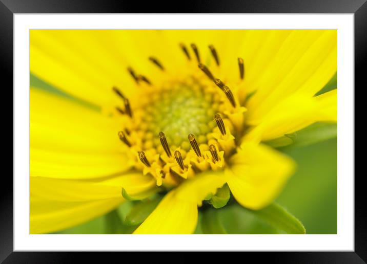 Vibrant Yellow Blossom Framed Mounted Print by Simon Marlow