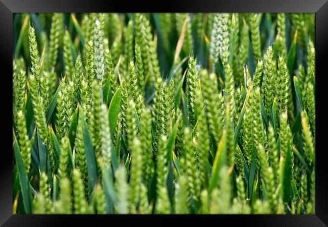 Summer wheat crop in a field Framed Print by Simon Marlow