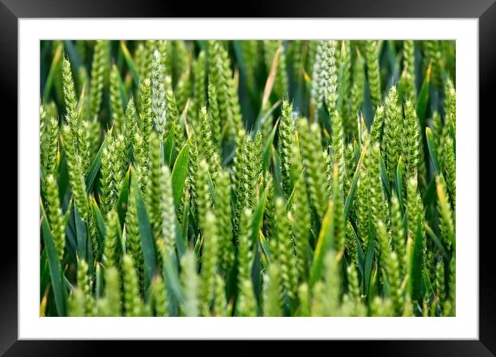 Summer wheat crop in a field Framed Mounted Print by Simon Marlow