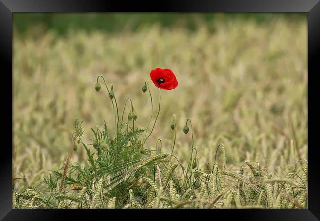 Vibrant Poppy in a Serene Field Framed Print by Simon Marlow