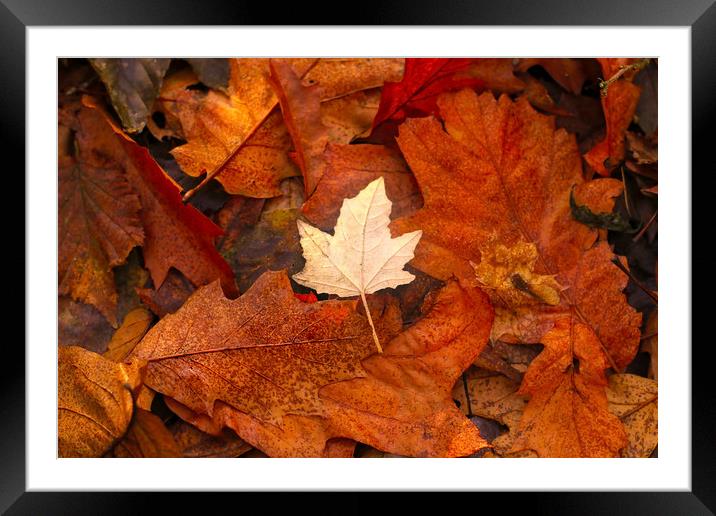 Autumn Leaves on the ground Framed Mounted Print by Simon Marlow