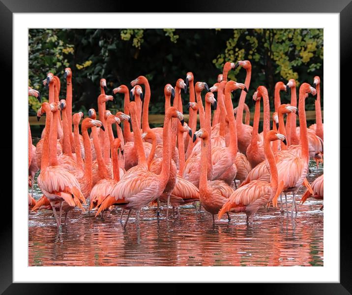A Flamboyance of Flamingos Framed Mounted Print by Simon Marlow