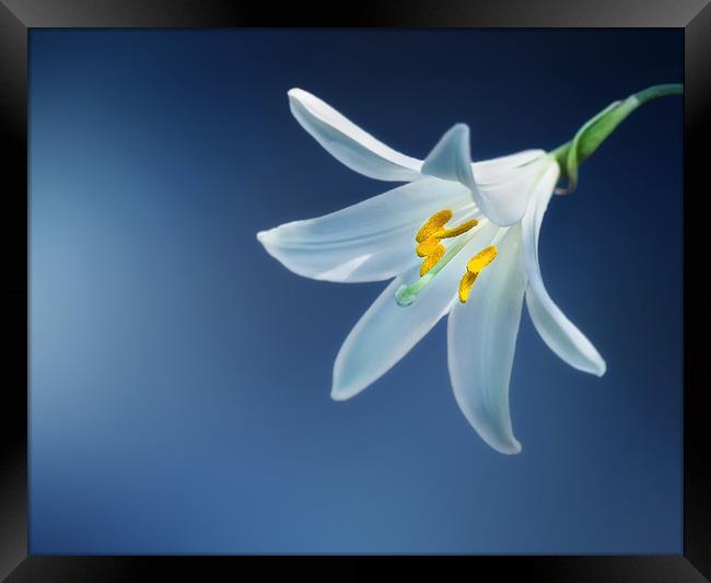 Single Lily against a striking background Framed Print by Simon Marlow