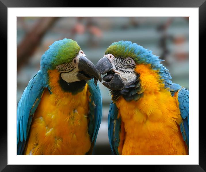 A pair of kissing Macaws Framed Mounted Print by Simon Marlow