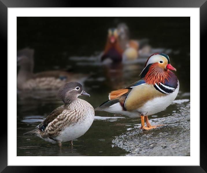 Male and Female Mandarin Ducks Framed Mounted Print by Simon Marlow