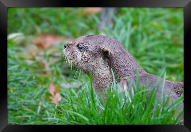 Portrait on an Otter in the grass Framed Print by Simon Marlow