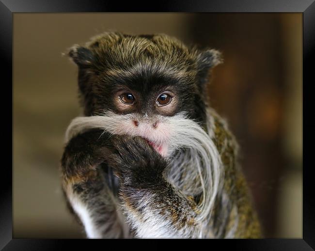 Young Emperor Tamarin Monkey Framed Print by Simon Marlow