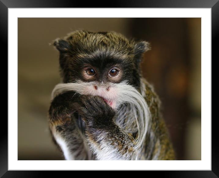 Young Emperor Tamarin Monkey Framed Mounted Print by Simon Marlow
