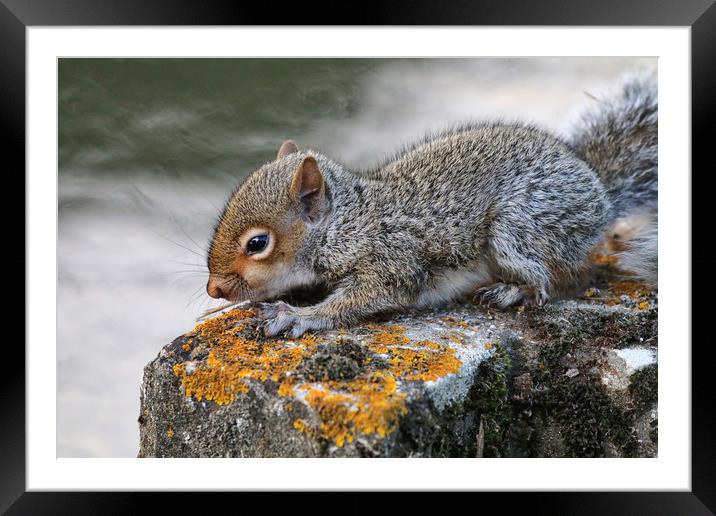 Adorable Grey Squirrel in its Habitat Framed Mounted Print by Simon Marlow