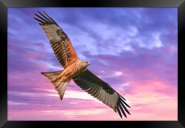 Majestic Red Kite in Flight Framed Print by Simon Marlow