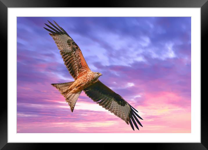 Majestic Red Kite in Flight Framed Mounted Print by Simon Marlow
